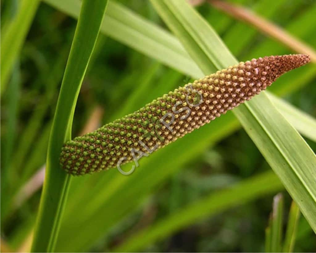 Calamus naturale olio essenziale